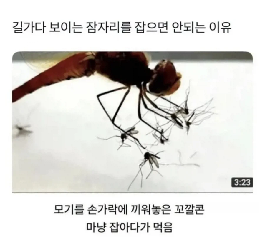 잠자리가 개쩌는 이유.gif