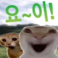 이상한고양이콘