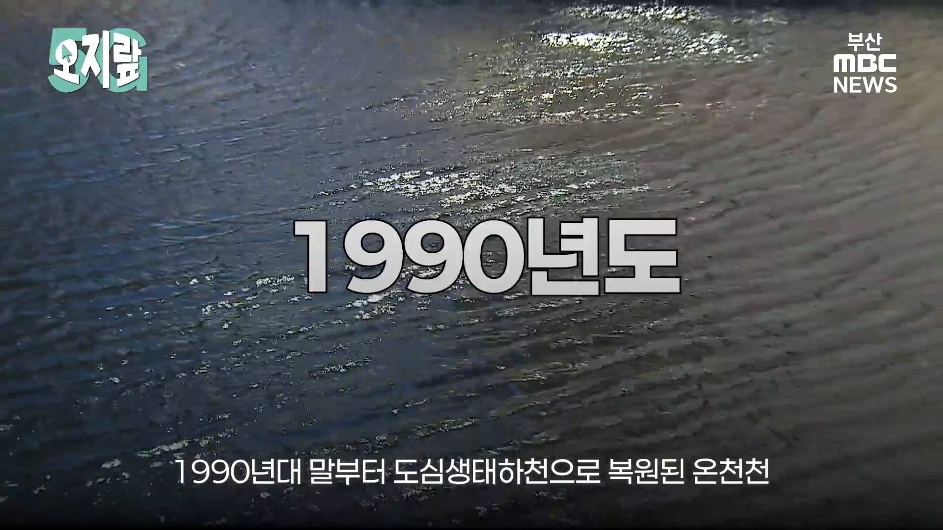 부캉이 선배인 부산 온천천 수달이