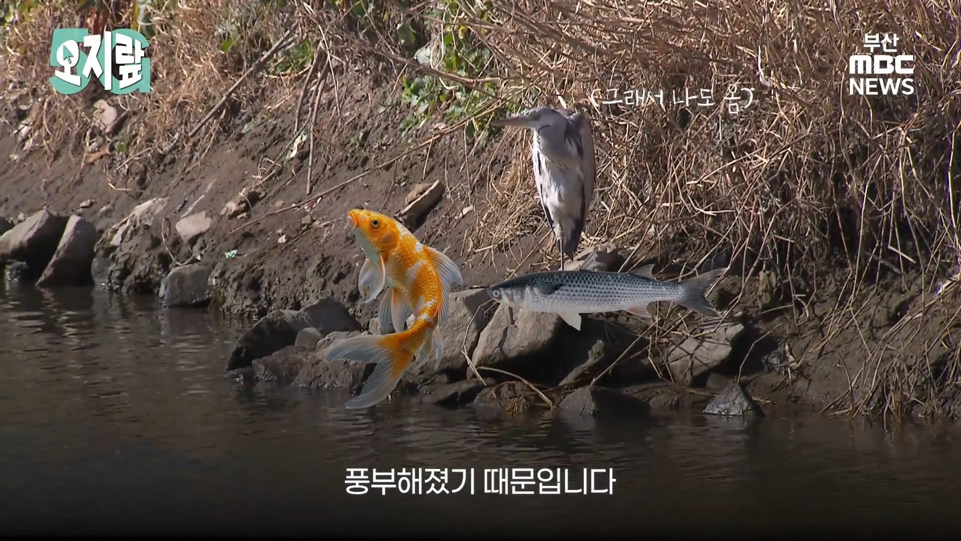 부캉이 선배인 부산 온천천 수달이