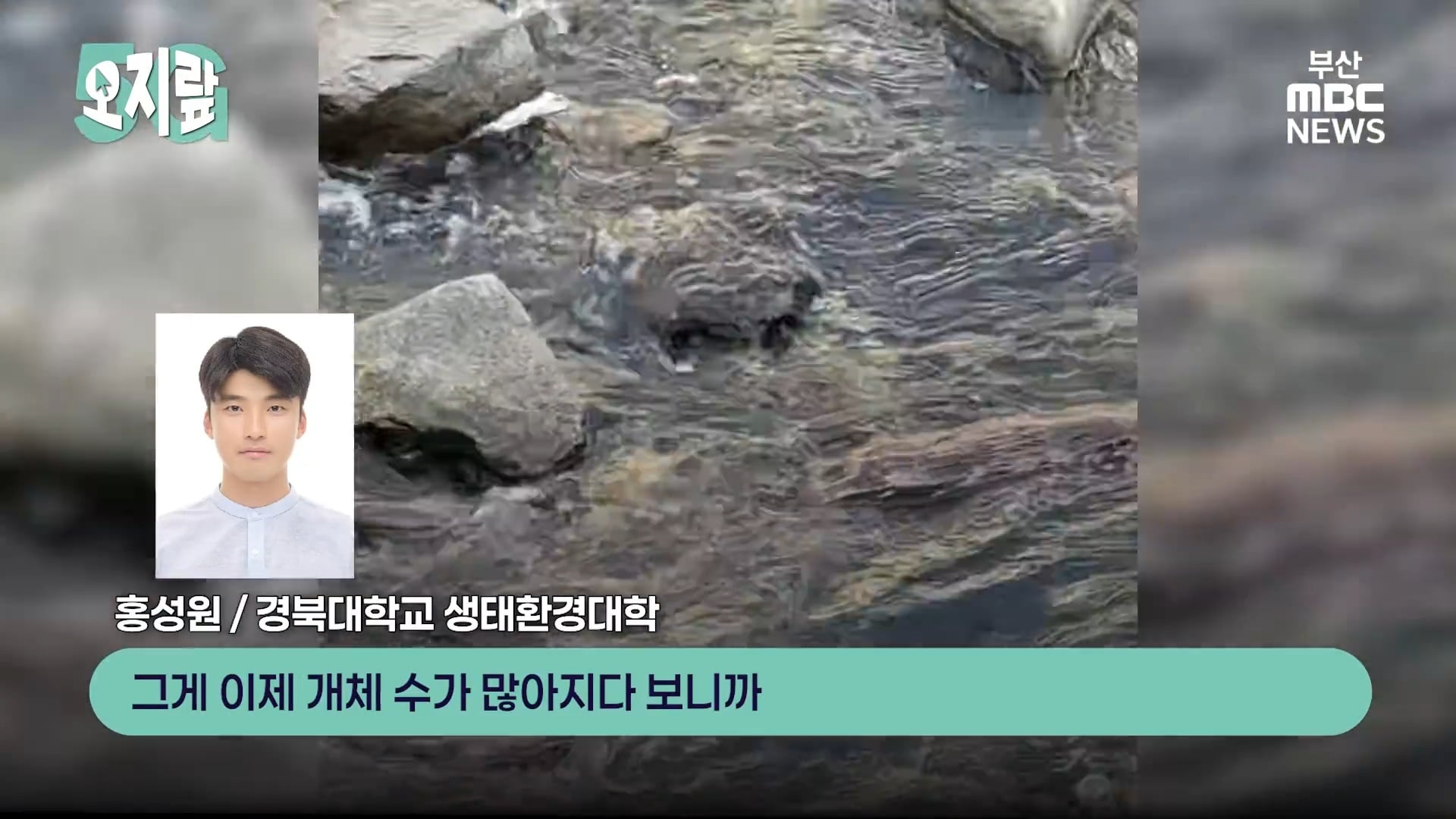 부캉이 선배인 부산 온천천 수달이