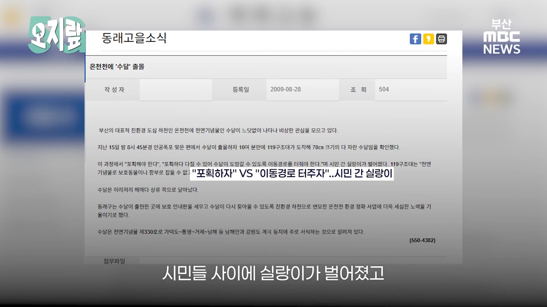 부캉이 선배인 부산 온천천 수달이