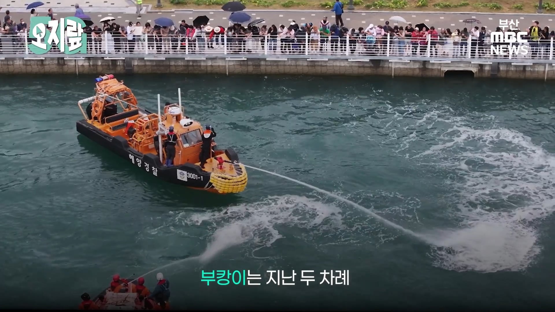 부캉이 선배인 부산 온천천 수달이