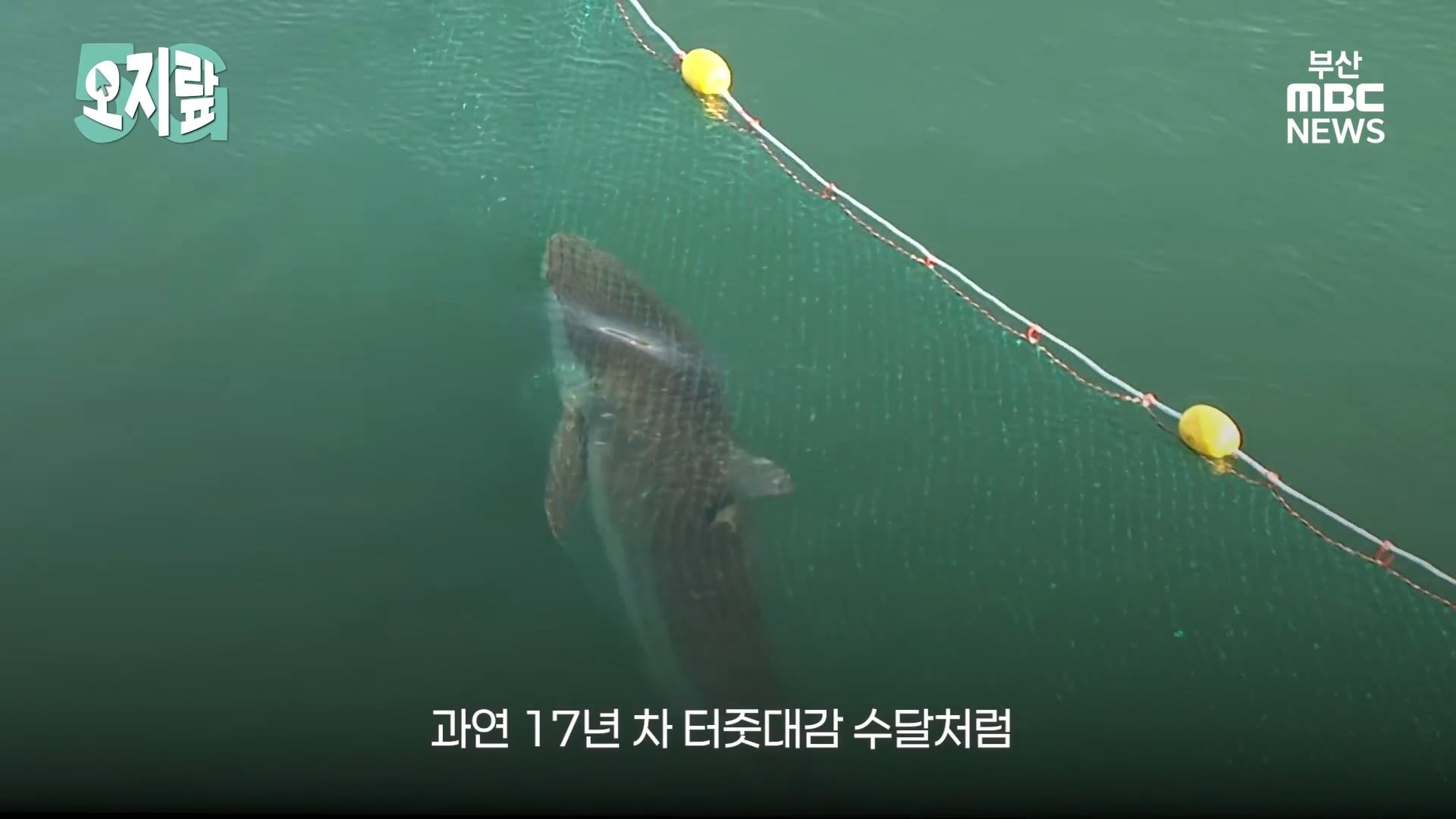 부캉이 선배인 부산 온천천 수달이