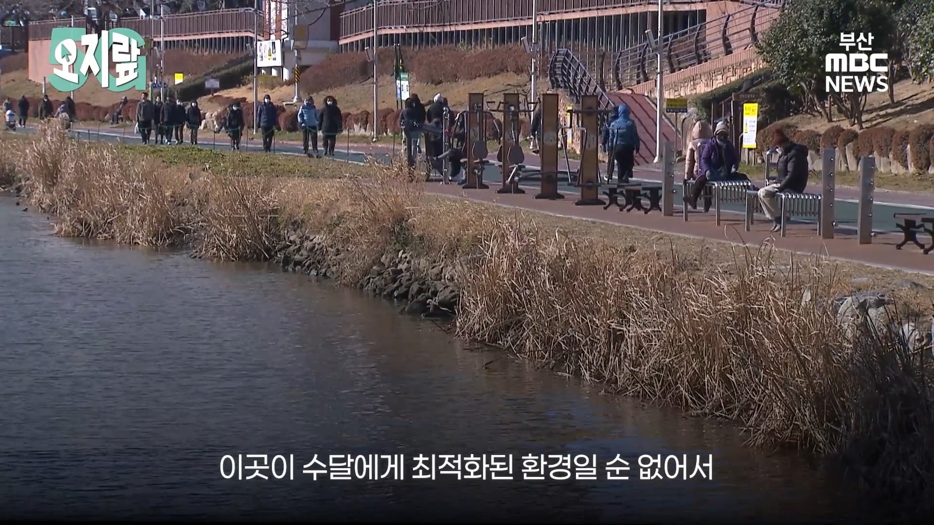 부캉이 선배인 부산 온천천 수달이
