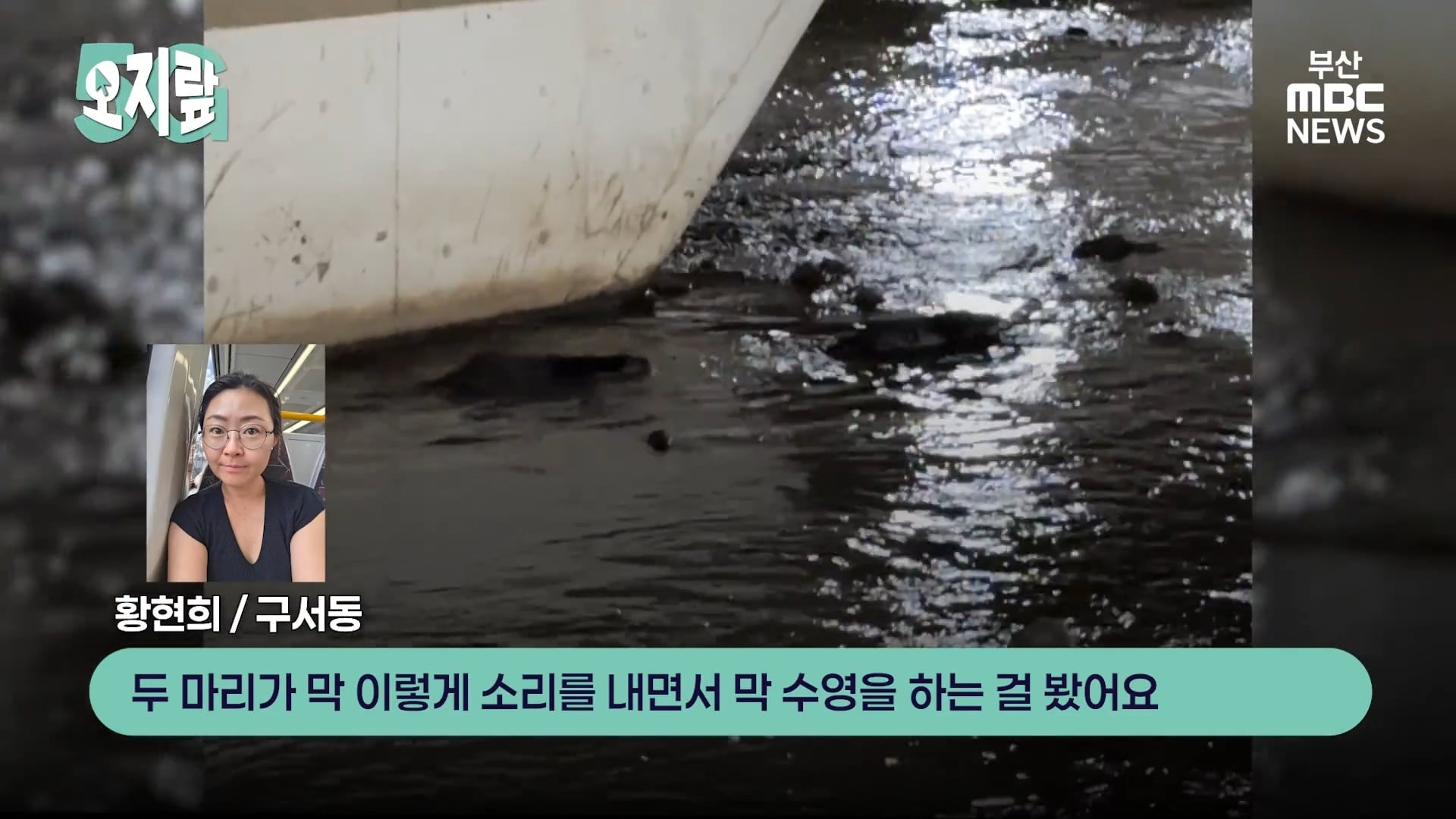 부캉이 선배인 부산 온천천 수달이