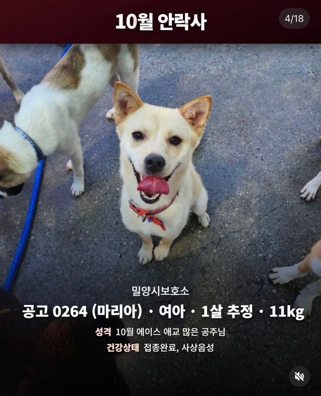 10월 29일 밀양보호소 안락사대상