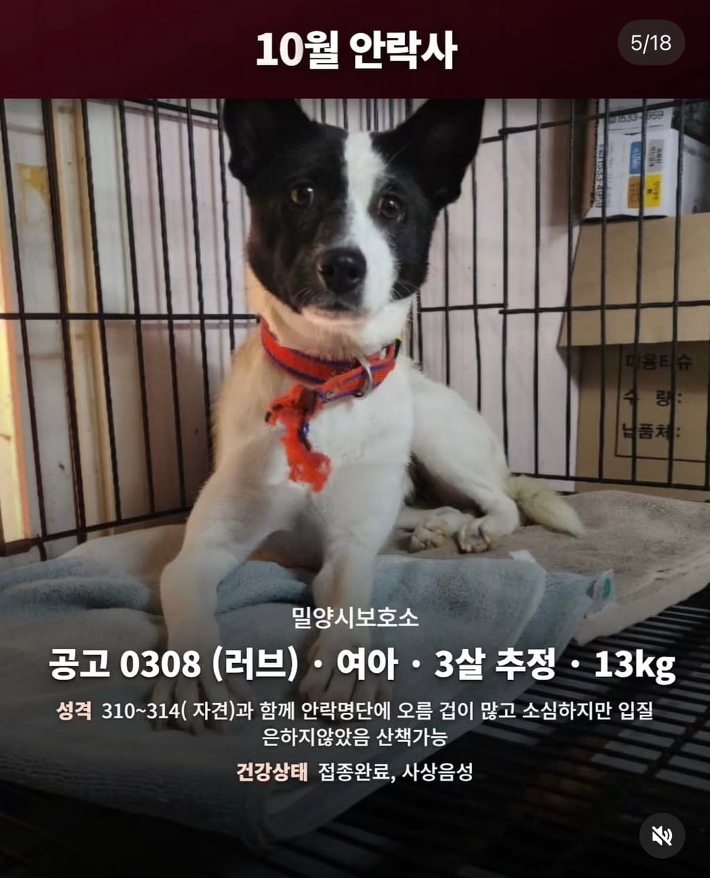 10월 29일 밀양보호소 안락사대상
