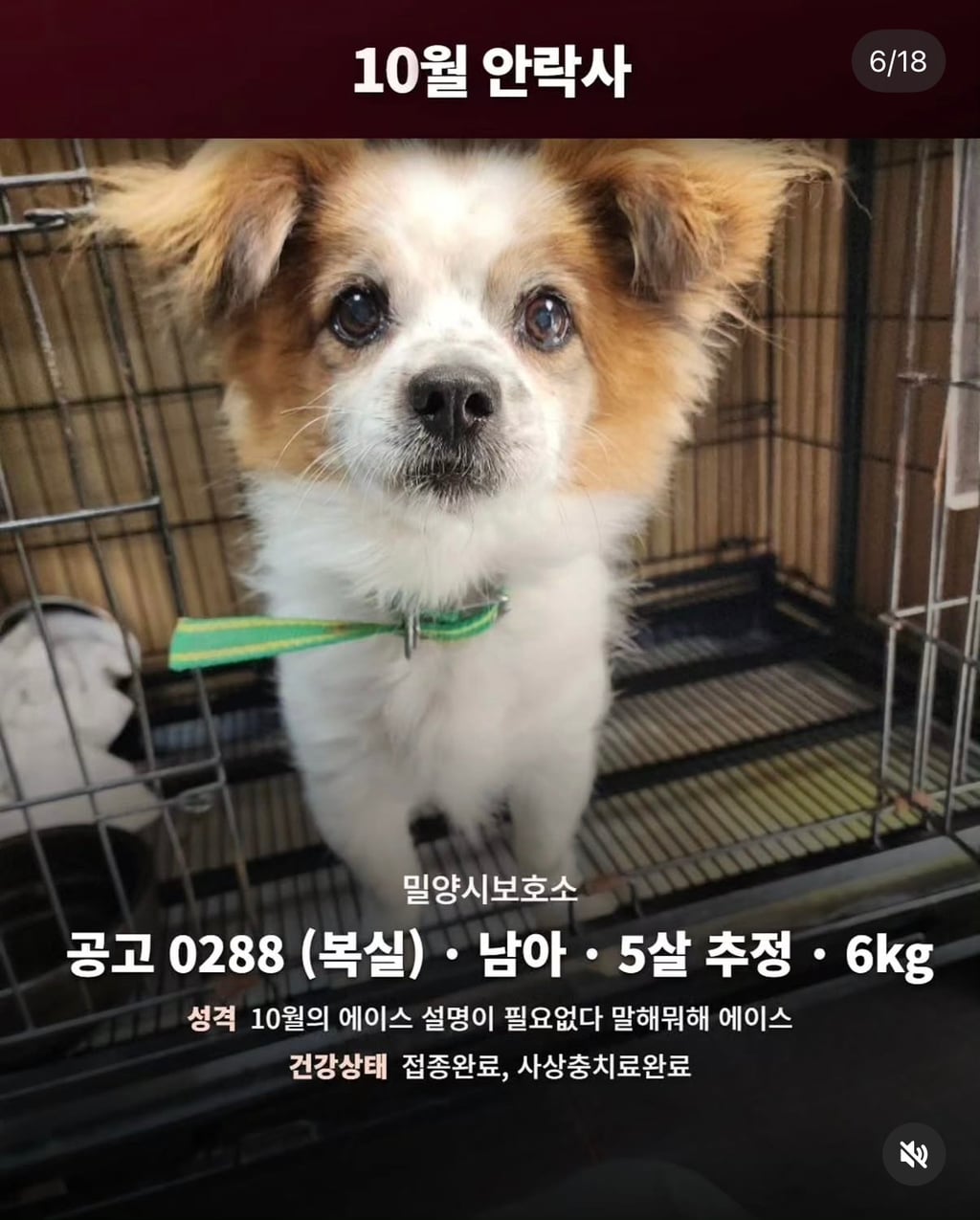 10월 29일 밀양보호소 안락사대상