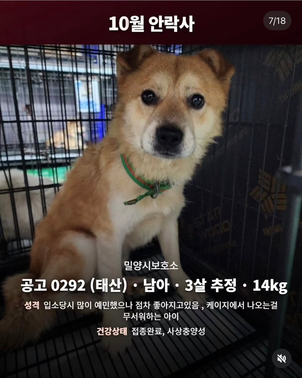 10월 29일 밀양보호소 안락사대상