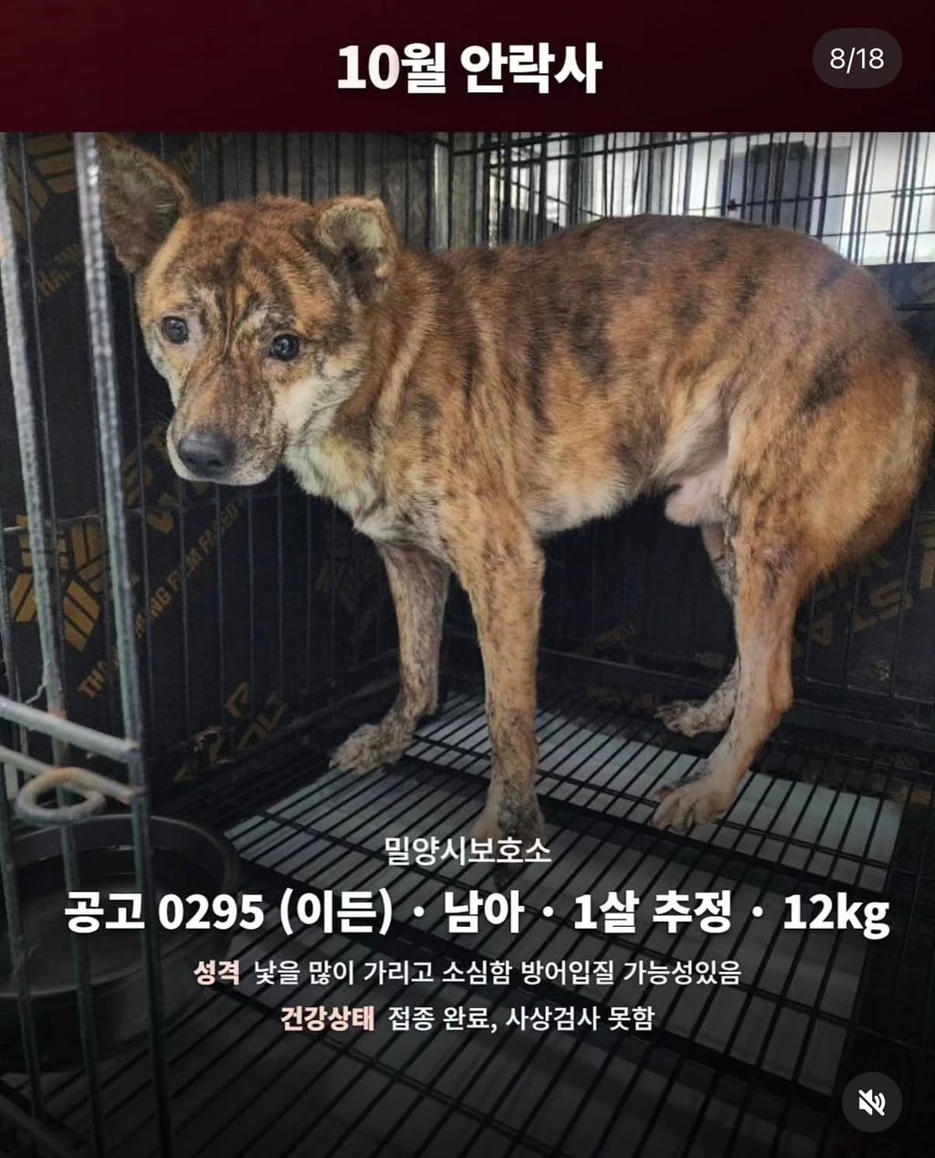 10월 29일 밀양보호소 안락사대상