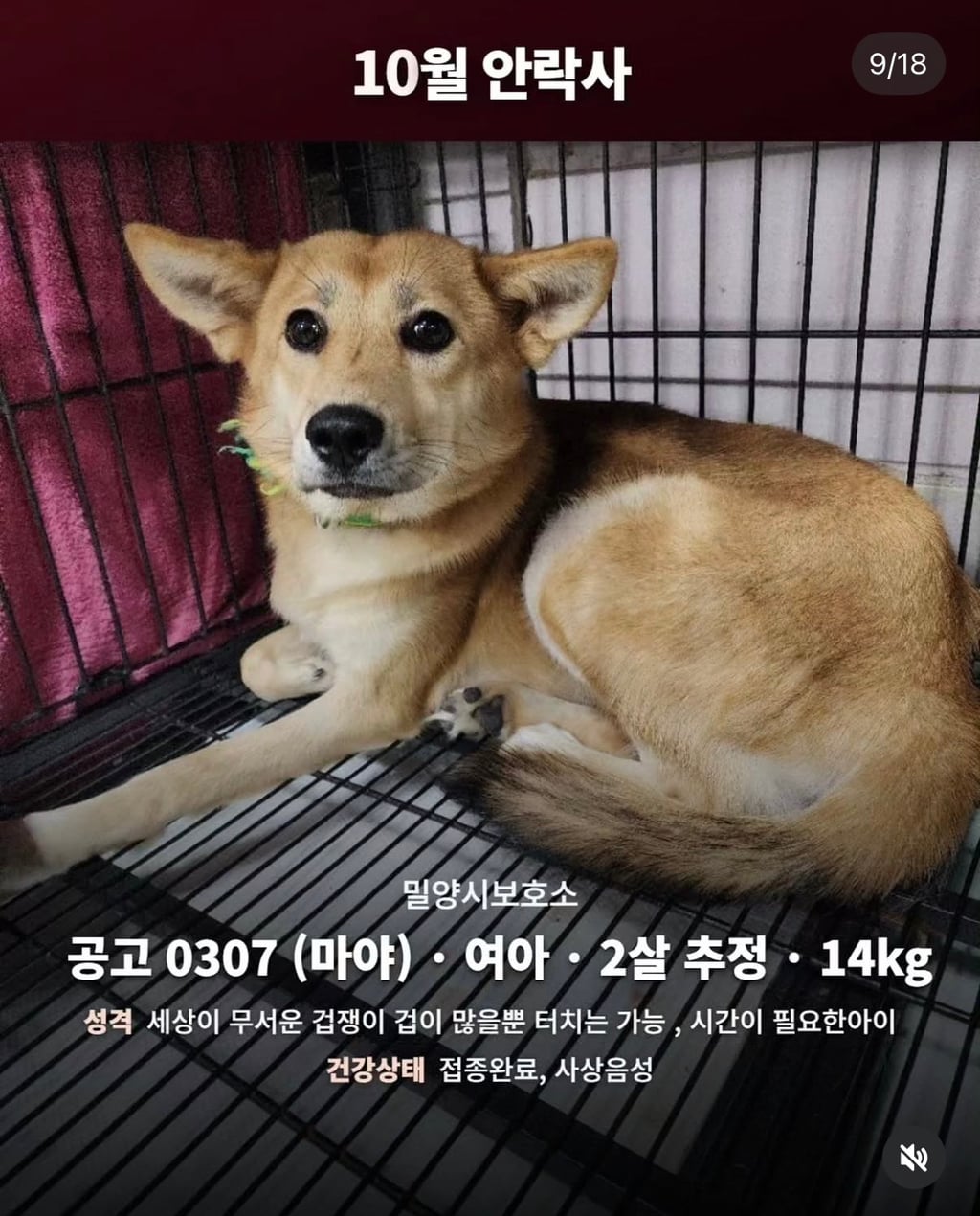 10월 29일 밀양보호소 안락사대상