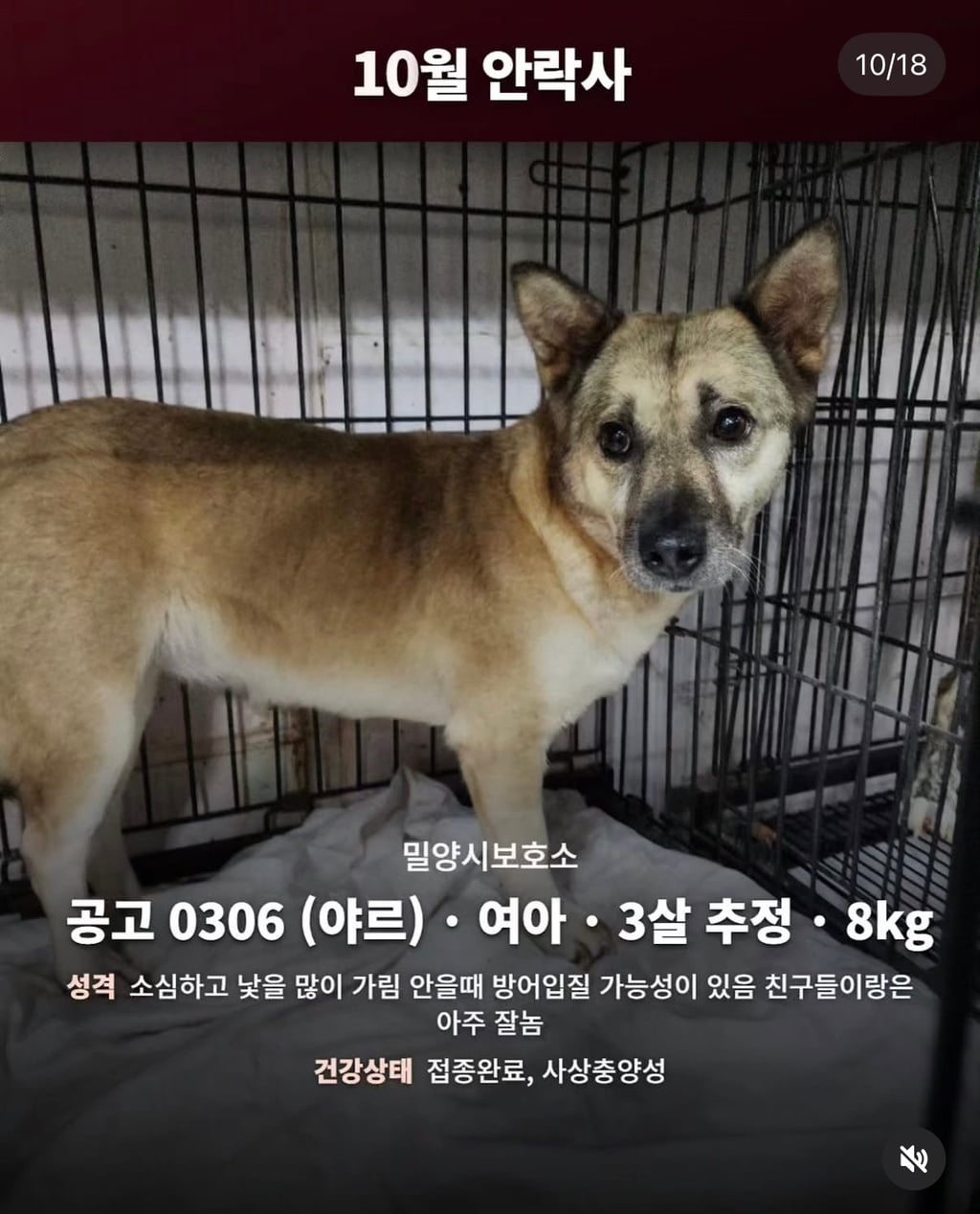 10월 29일 밀양보호소 안락사대상