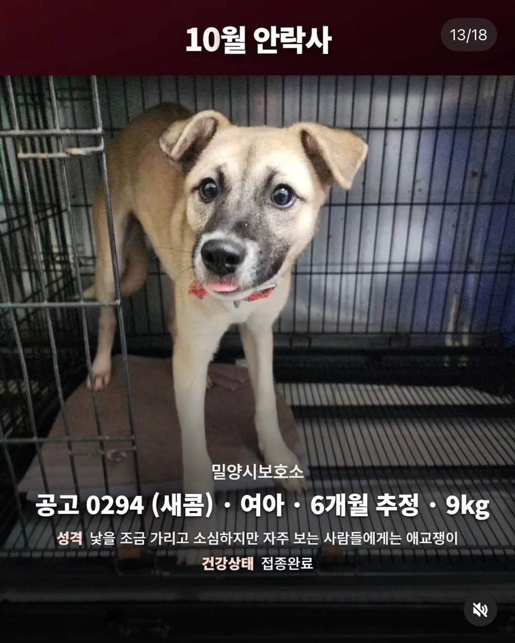 10월 29일 밀양보호소 안락사대상