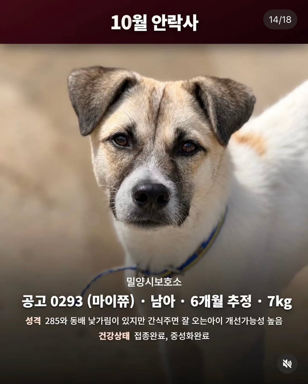 10월 29일 밀양보호소 안락사대상