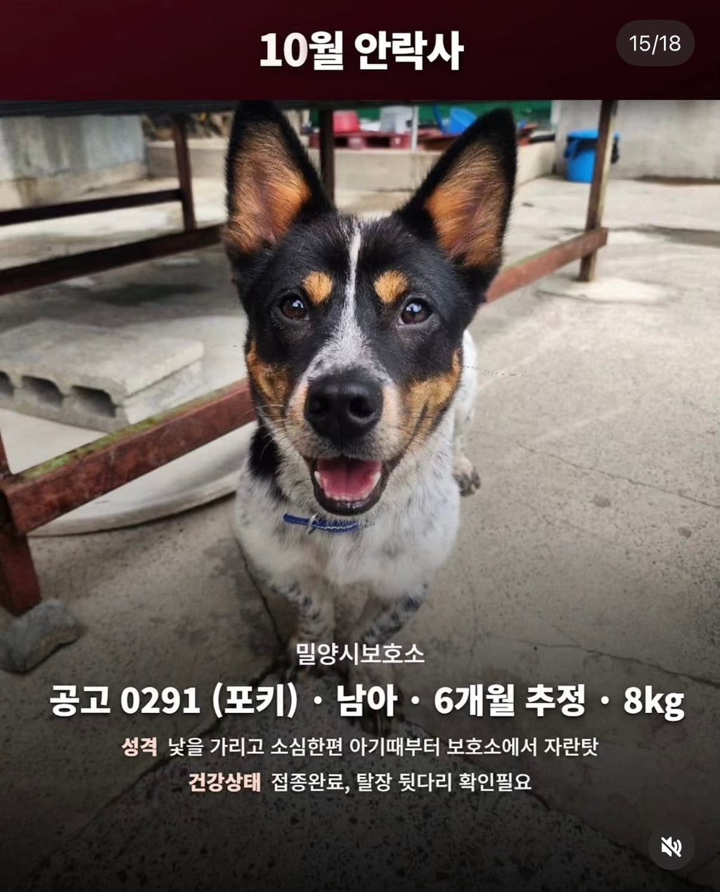 10월 29일 밀양보호소 안락사대상