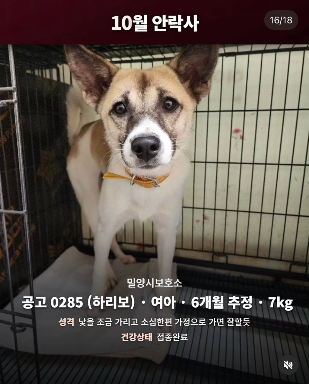 10월 29일 밀양보호소 안락사대상