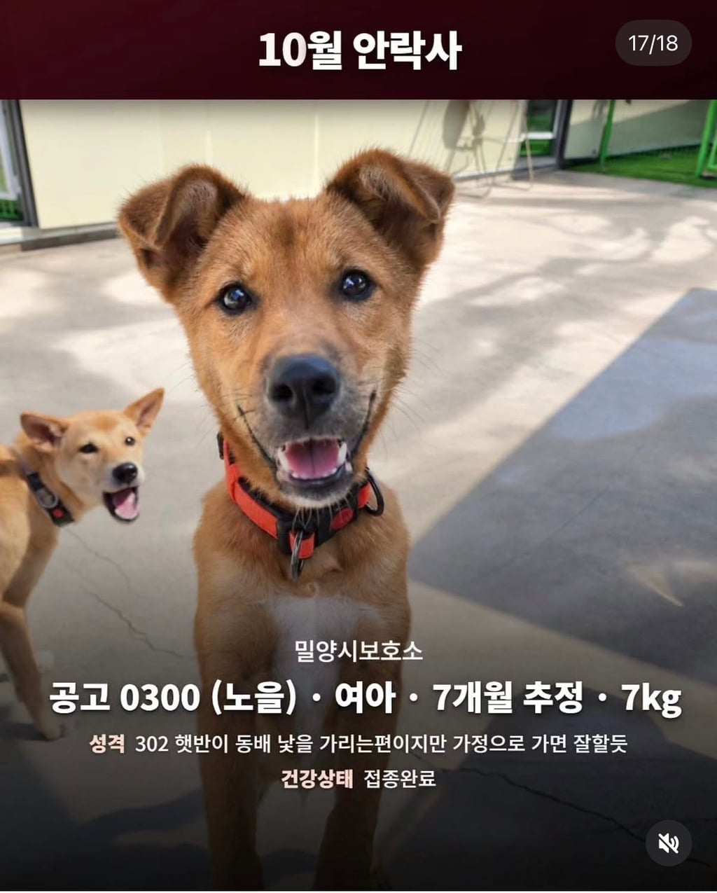 10월 29일 밀양보호소 안락사대상
