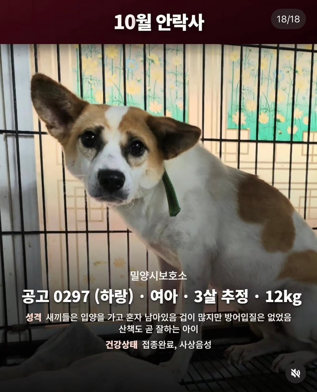 10월 29일 밀양보호소 안락사대상