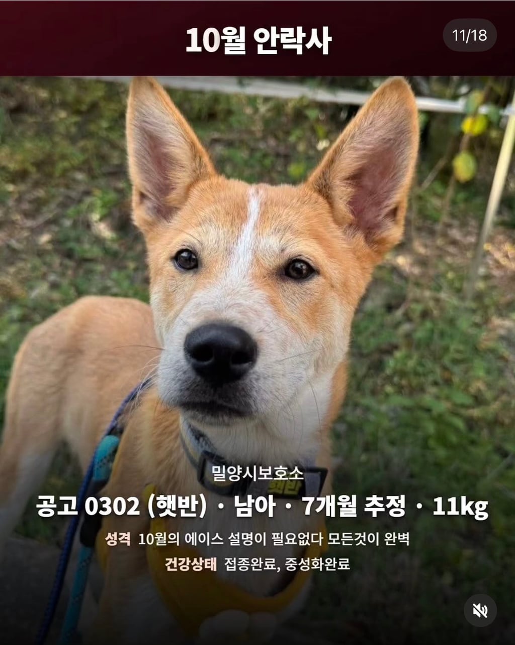 10월 29일 밀양보호소 안락사대상