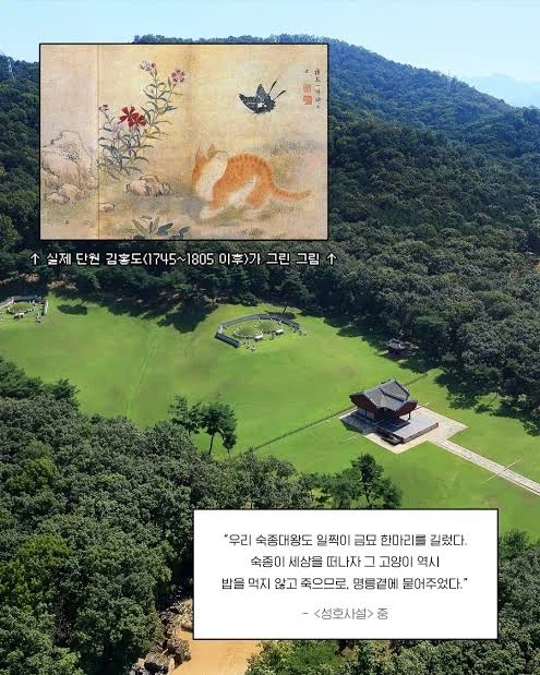한국에서 가장 큰 고양이 무덤