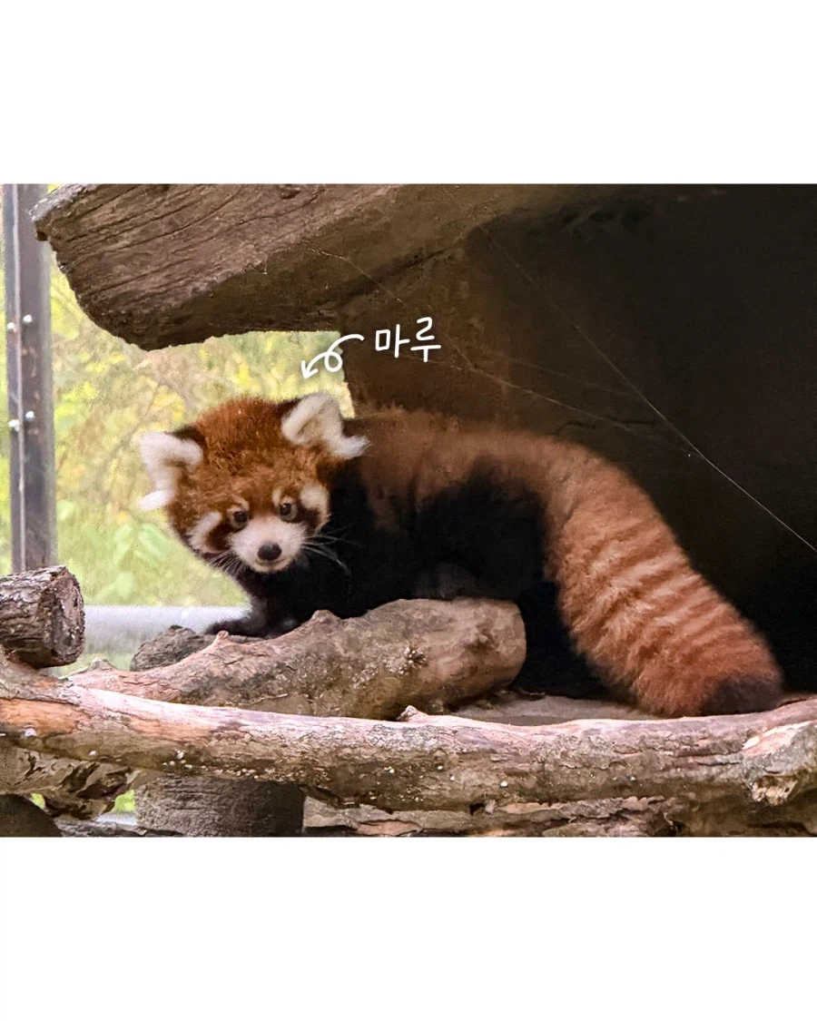 이번 주 서울대공원에서 공개하는 흉폭한 맹수.jpg
