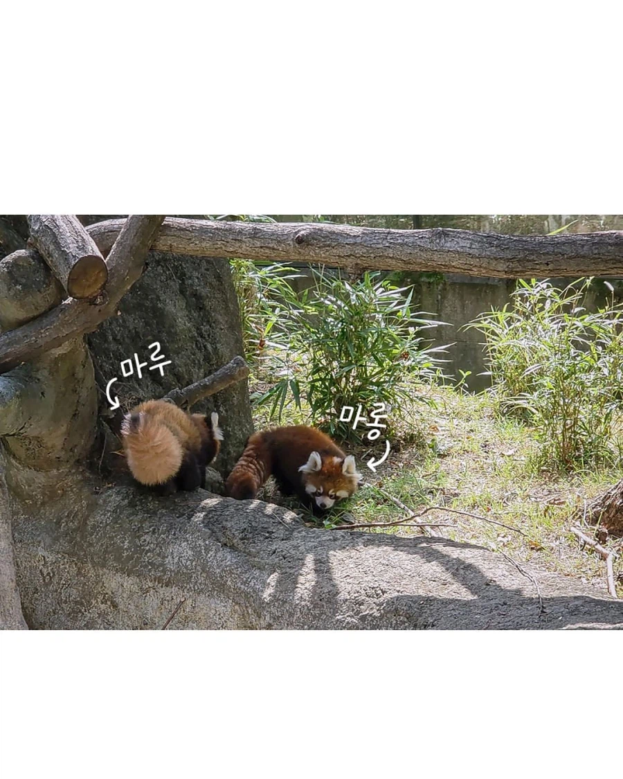 이번 주 서울대공원에서 공개하는 흉폭한 맹수.jpg