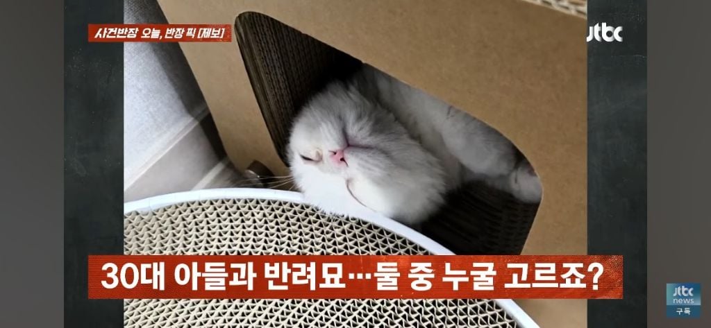'고양이털 알레르기' 아들에게