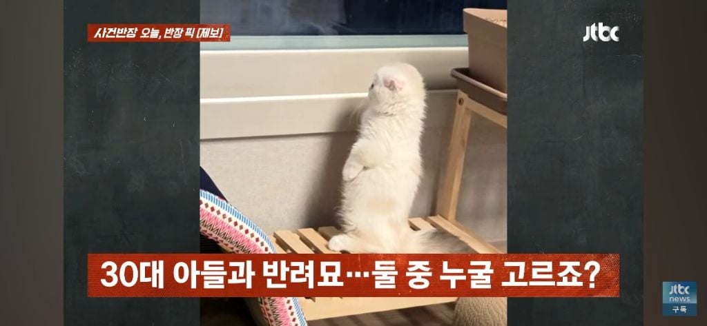 '고양이털 알레르기' 아들에게