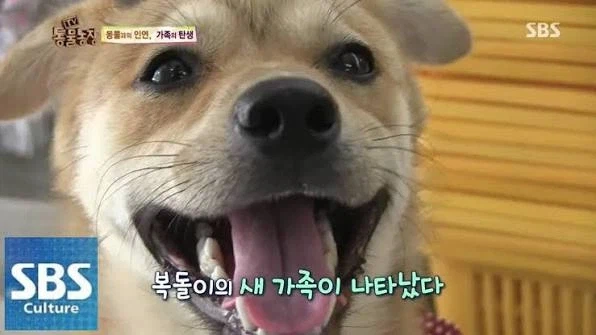 복돌이 이슈 정리