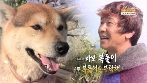 근데 복돌이가 진짜 많긴 하더라