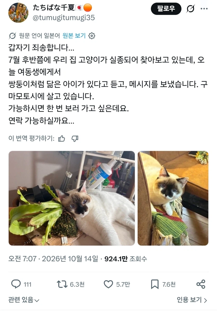 일본에서 일어난 기적의 고양이 상봉
