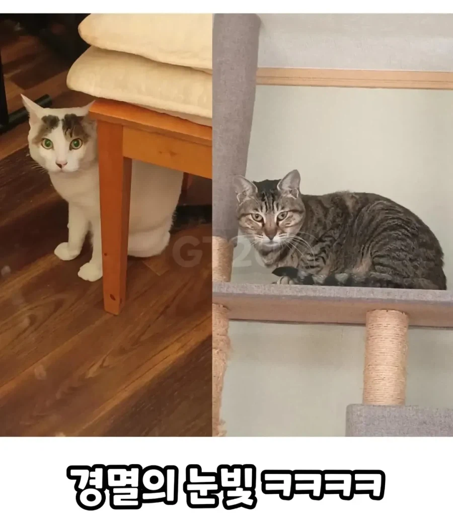 고양이들을 캐리어에 쑤셔넣은 일본인