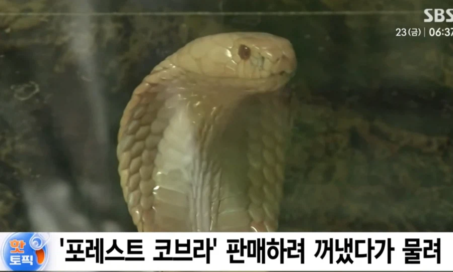 코브라에 물린 중학생, 입건 위기.