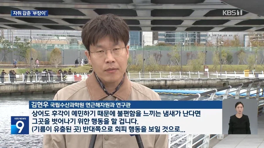 말 많던 부산 상어 부캉이 근황