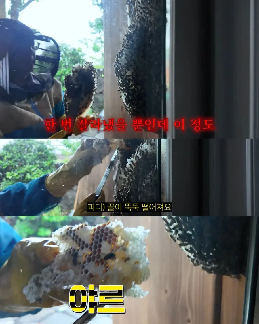 2주만에 제주도 집 갔다가 119 부른 김숙