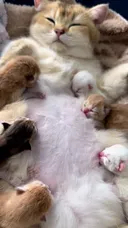 아깽이 식사 시간