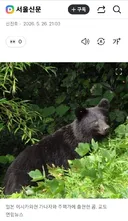 “상반신 없는 시신 발견”…日 곰 출몰·습격, 도쿄까지 비상