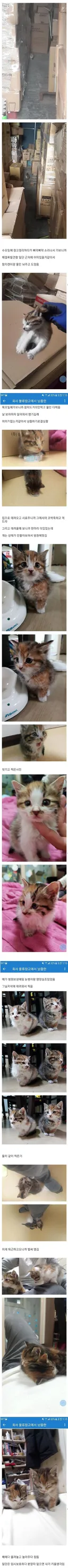 회사 물류 창고에서 냥줍한 썰