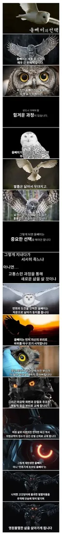 죽음을 앞둔 올빼미의 선택