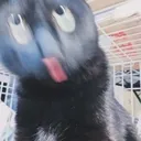 검은 떼걸룩의 다양한 표정 모음