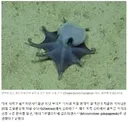 갈라파고스 제도 심해서 골프공 크기 신종 푸른 문어 발견.