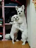 아빠가 최소 3명, 최대 4명인 집안