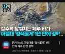 완전히 테라포밍 당한 제주도 근황 ㄷㄷㄷㄷ