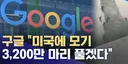구글 : 우리 미국에 모기 3200만 마리 풀거임