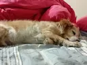 우리집 댕댕이 성격 특이한 부분