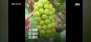 샤인 머스캣의 한국 반출에 팔을 걷어붙힌 일본 정부 근황
