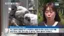 아파트 덕분에 번식률이 증가했다는 촉법동물. jpg
