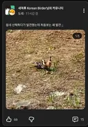 인터넷에 올라오는 신기한 새 90% 정체.jpg