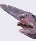 세상에서 가장 못생긴 상어 근황.jpg
